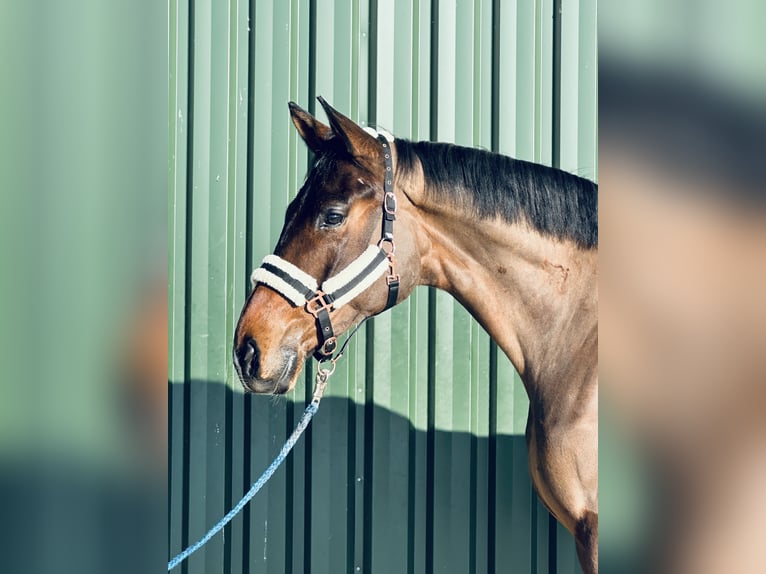 Hannoveriano Caballo castrado 5 años 178 cm Castaño oscuro in Hohenhameln