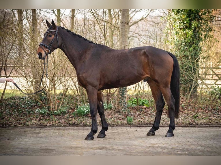 Hannoveriano Caballo castrado 5 años 178 cm Castaño oscuro in Melle