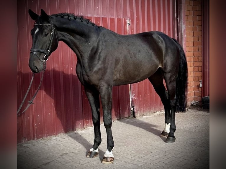 Hannoveriano Caballo castrado 5 años 178 cm Castaño oscuro in Siedenburg