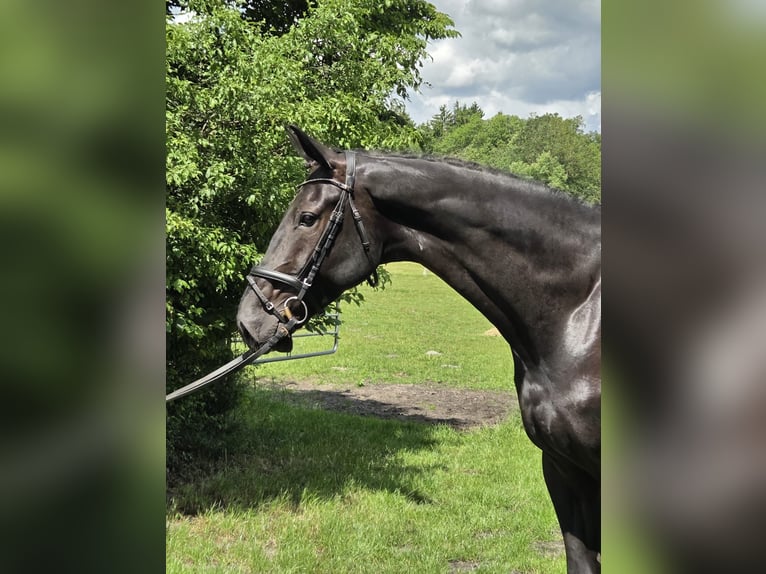 Hannoveriano Caballo castrado 5 años 178 cm Negro in Loxstedt