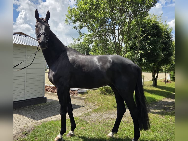 Hannoveriano Caballo castrado 5 años 178 cm Negro in Loxstedt