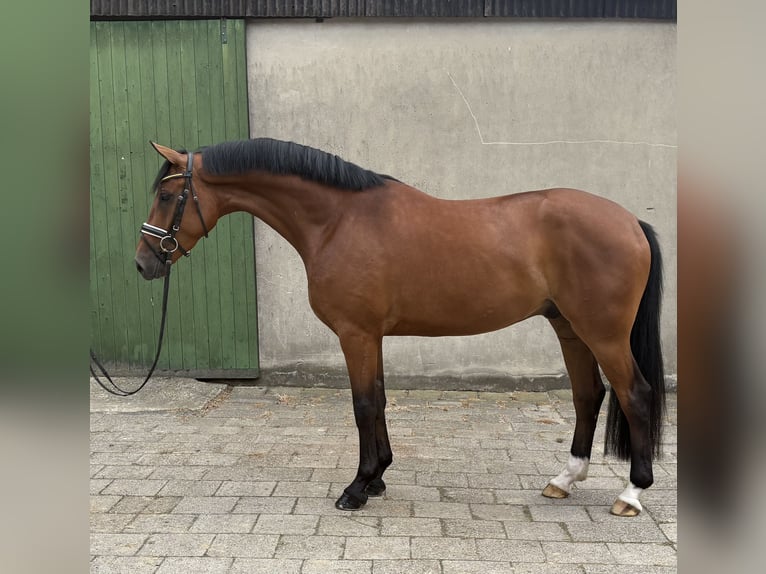 Hannoveriano Caballo castrado 5 años 179 cm Castaño in Neuhaus an der Oste