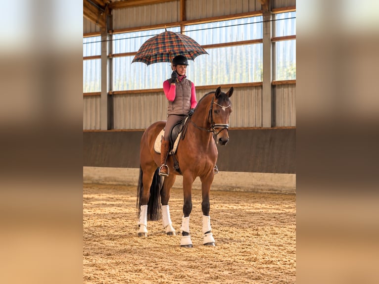 Hannoveriano Caballo castrado 5 años 179 cm Castaño in Neuhaus an der Oste