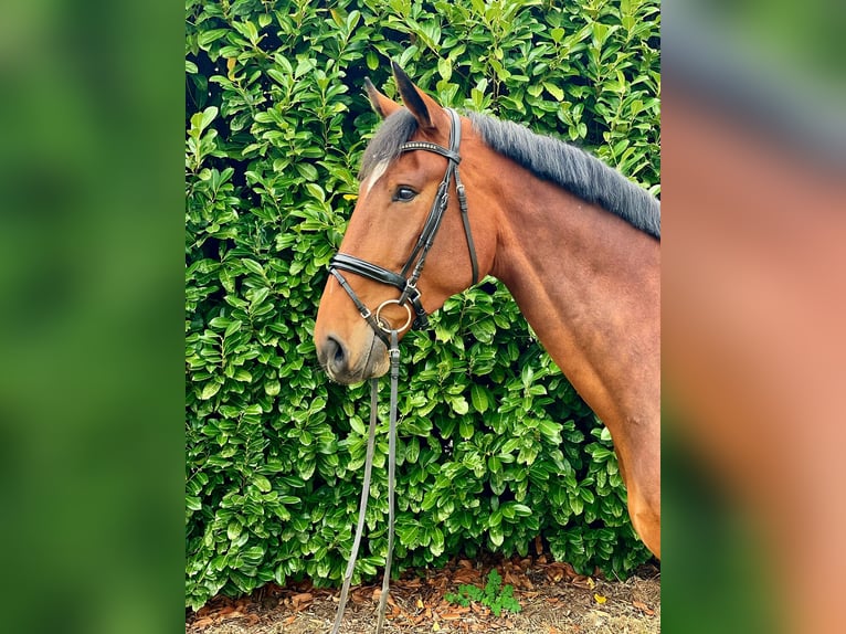 Hannoveriano Caballo castrado 5 años 179 cm Castaño in Gro&#xDF; Ippener