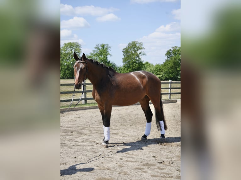 Hannoveriano Caballo castrado 5 años 179 cm Castaño oscuro in Br&#xF6;then