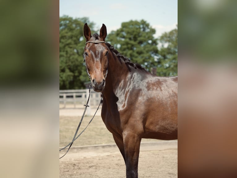 Hannoveriano Caballo castrado 5 años 179 cm Castaño oscuro in Br&#xF6;then