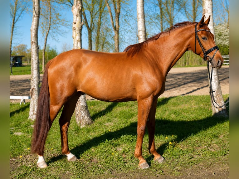 Hannoveriano Caballo castrado 5 años 180 cm Alazán in Misselwarden
