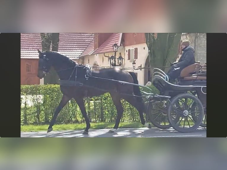 Hannoveriano Caballo castrado 5 años 180 cm Castaño oscuro in Schöppingen