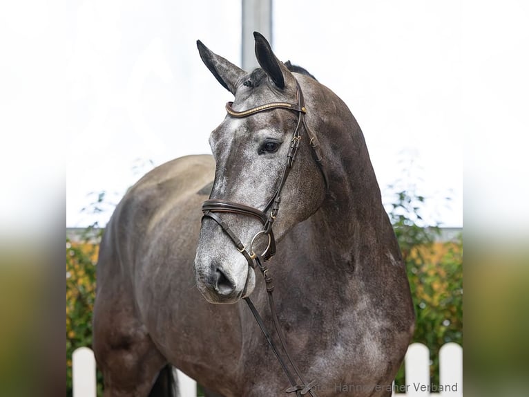 Hannoveriano Caballo castrado 5 años 180 cm Tordo in Verden