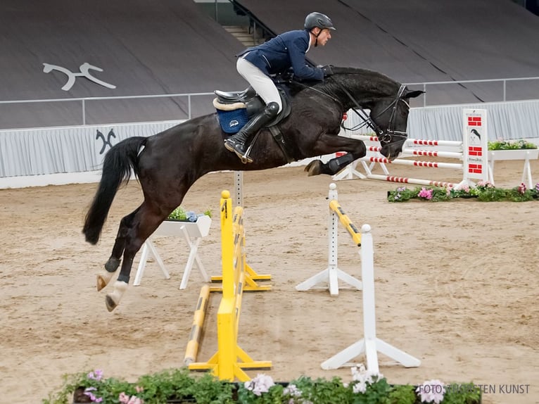 Hannoveriano Caballo castrado 5 años 181 cm Negro in Verden