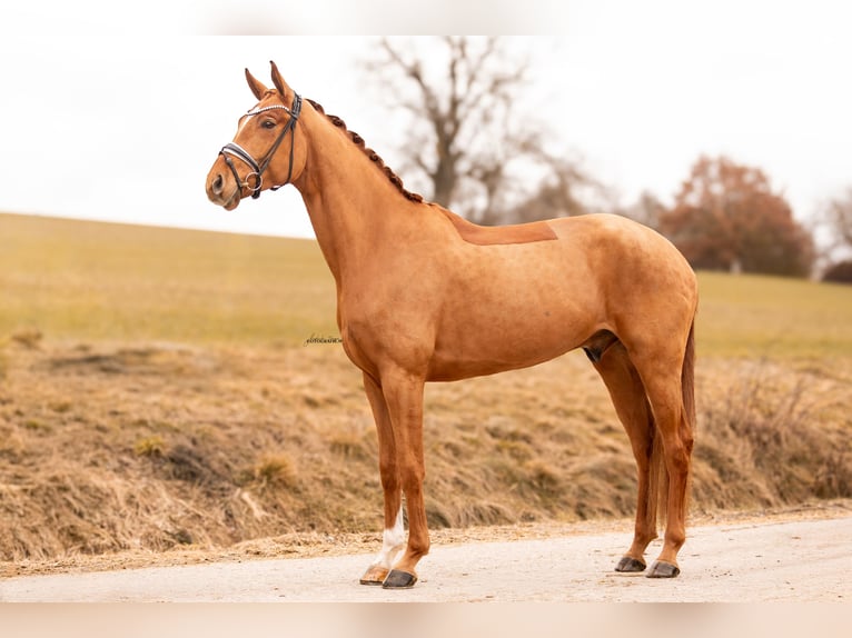 Hannoveriano Caballo castrado 5 años 182 cm Alazán in Lehrberg
