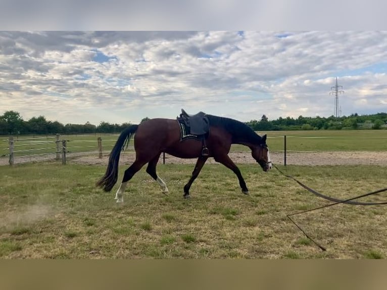 Hannoveriano Caballo castrado 5 años 182 cm Castaño in Nienburg (Weser)
