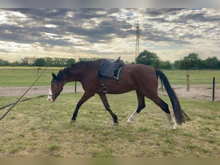 Hannoveriano Caballo castrado 5 años 182 cm Castaño in Nienburg (Weser)