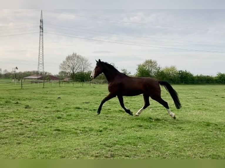 Hannoveriano Caballo castrado 5 años 182 cm Castaño in Nienburg (Weser)