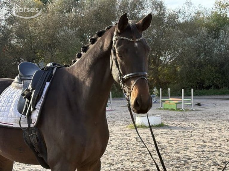 Hannoveriano Caballo castrado 5 años 185 cm Castaño oscuro in Verden (Aller)