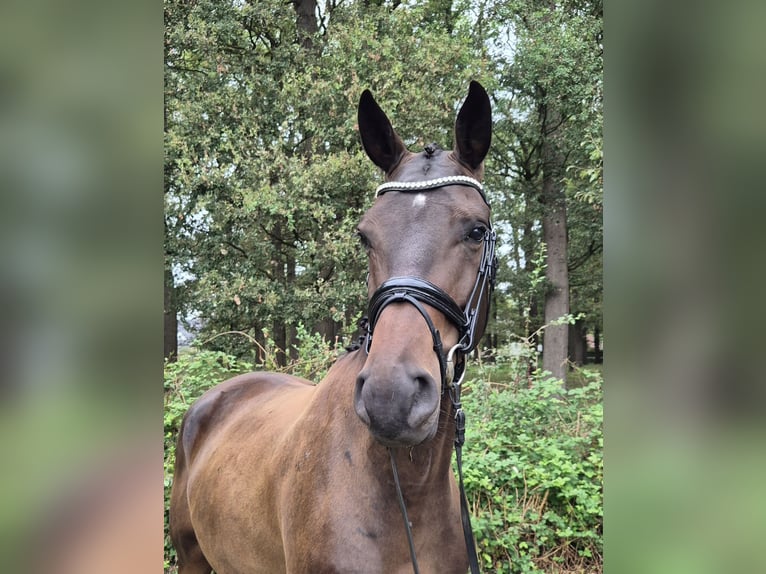 Hannoveriano Caballo castrado 5 años 185 cm Castaño oscuro in Oyten