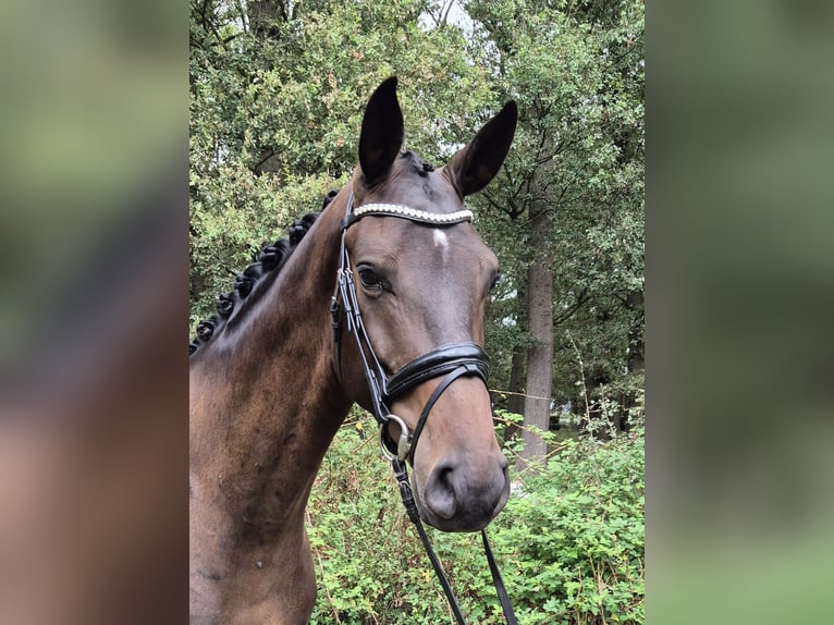Hannoveriano Caballo castrado 5 años 185 cm Castaño oscuro in Oyten