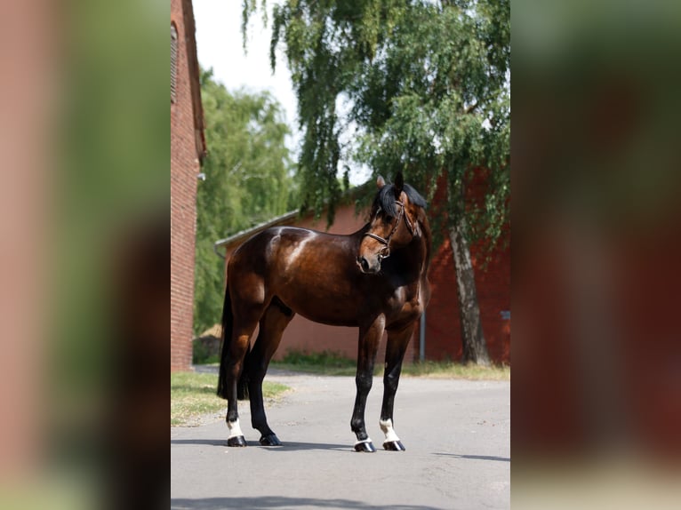Hannoveriano Caballo castrado 5 años 185 cm Castaño oscuro in Breitenbach am Herzberg