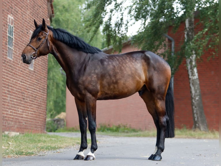 Hannoveriano Caballo castrado 5 años 185 cm Castaño oscuro in Breitenbach am Herzberg
