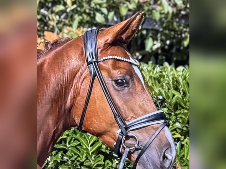 Hannoveriano Caballo castrado 5 años Alazán in Visbek