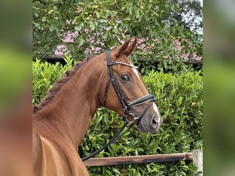 Hannoveriano Caballo castrado 5 años Alazán-tostado in Visbek