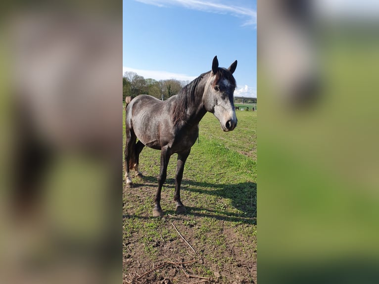 Hannoveriano Mestizo Caballo castrado 5 años  in Petersberg