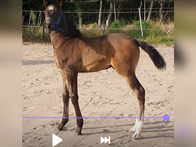 Hannoveriano Mestizo Caballo castrado 5 años  in Petersberg