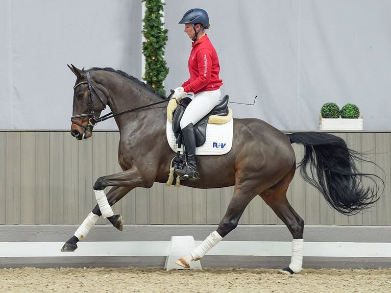 Hannoveriano Caballo castrado 5 años Castaño in Münster-Handorf