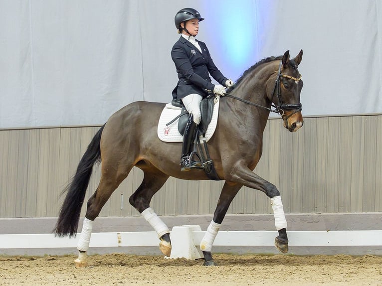 Hannoveriano Caballo castrado 5 años Castaño in Münster-Handorf