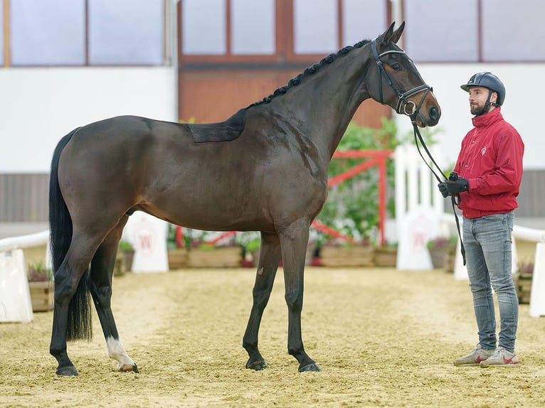 Hannoveriano Caballo castrado 5 años Castaño in Münster-Handorf