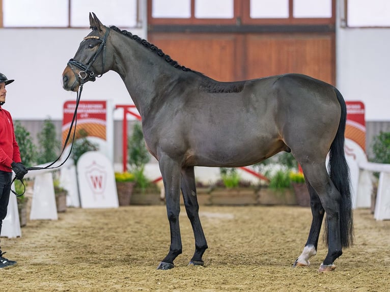 Hannoveriano Caballo castrado 5 años Castaño in Münster-Handorf