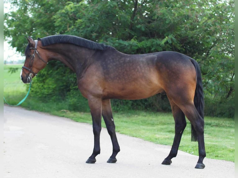 Hannoveriano Caballo castrado 5 años in Budapest