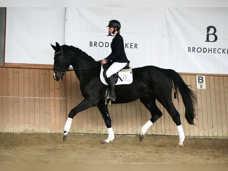 Hannoveriano Caballo castrado 5 años Morcillo in Riedstadt