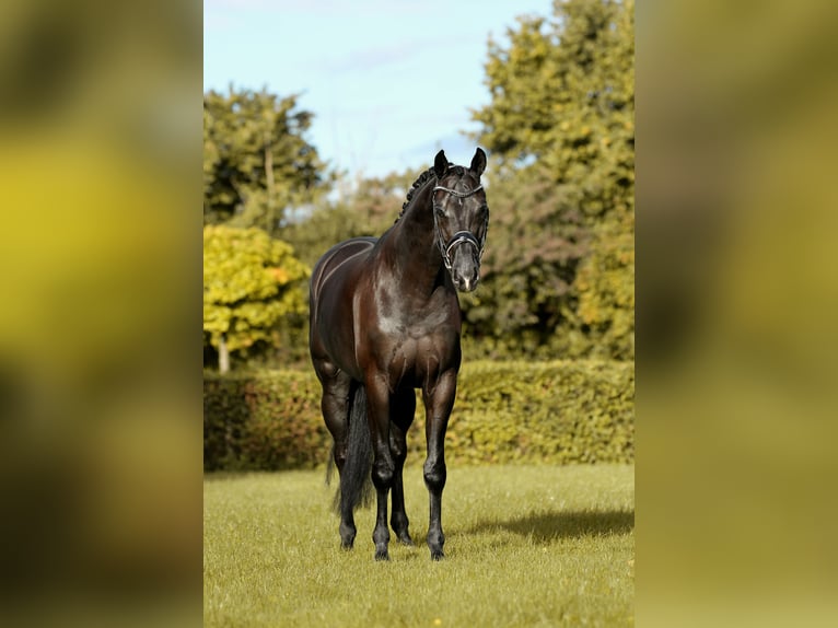 Hannoveriano Caballo castrado 5 años Negro in Greven