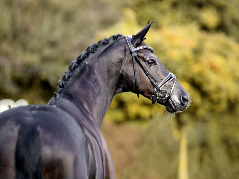 Hannoveriano Caballo castrado 5 años Negro in Greven