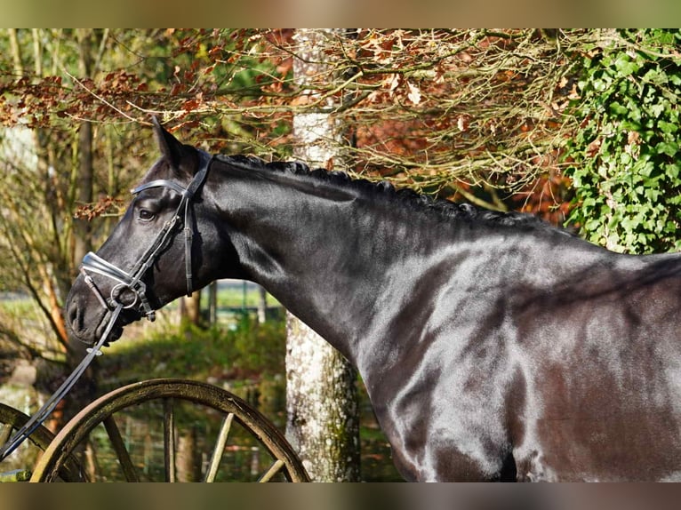 Hannoveriano Caballo castrado 5 años Negro in Les Echelles