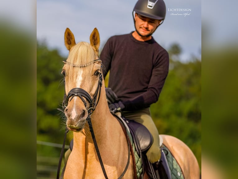 Hannoveriano Caballo castrado 6 años 145 cm Palomino in Pulheim