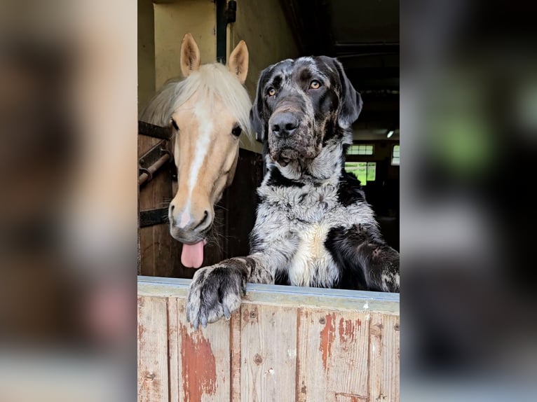 Hannoveriano Caballo castrado 6 años 145 cm Palomino in Pulheim