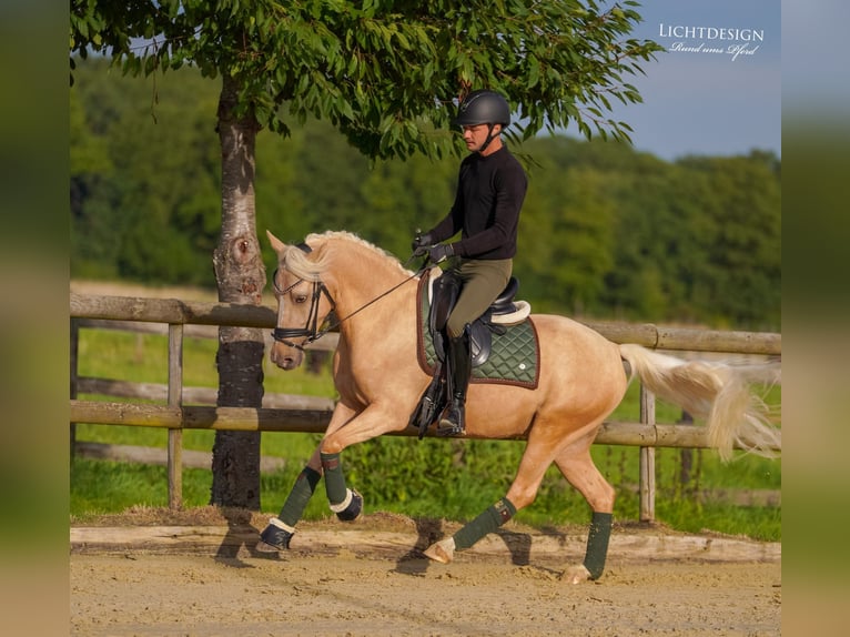Hannoveriano Caballo castrado 6 años 145 cm Palomino in Pulheim
