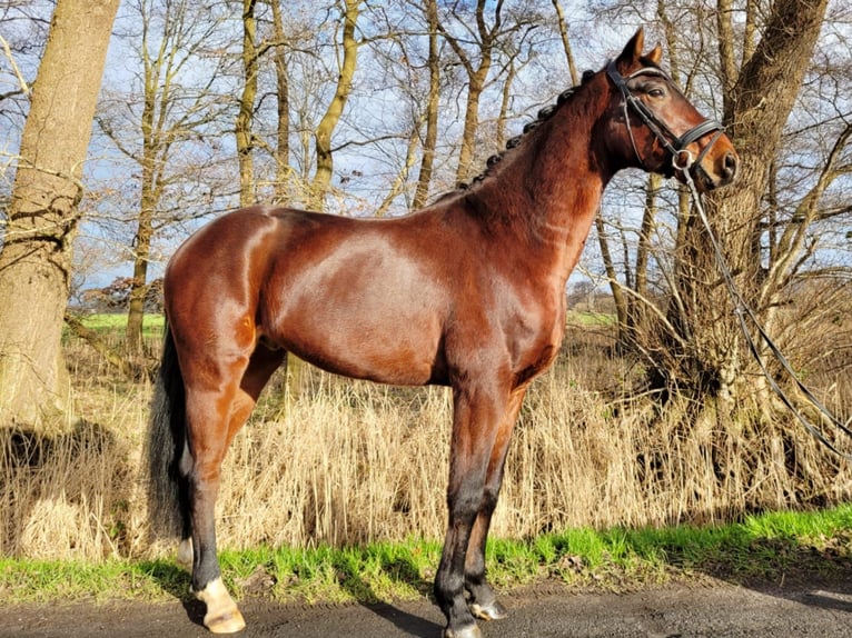 Hannoveriano Caballo castrado 6 años 155 cm Castaño in Ovelgönne