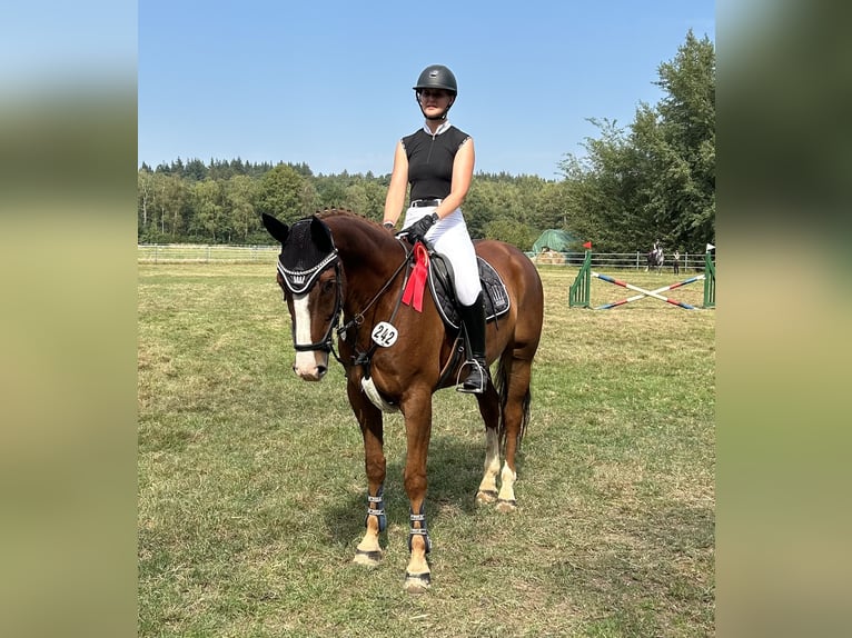 Hannoveriano Caballo castrado 6 años 162 cm Alazán in Syke