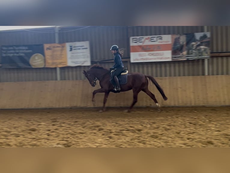 Hannoveriano Caballo castrado 6 años 162 cm Alazán-tostado in Adelebsen
