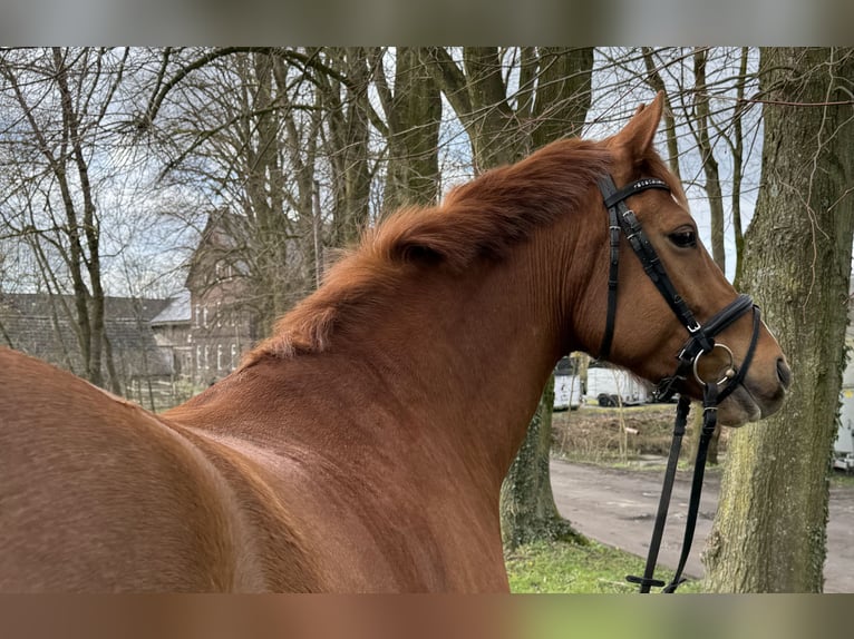 Hannoveriano Caballo castrado 6 años 162 cm in Schwerte