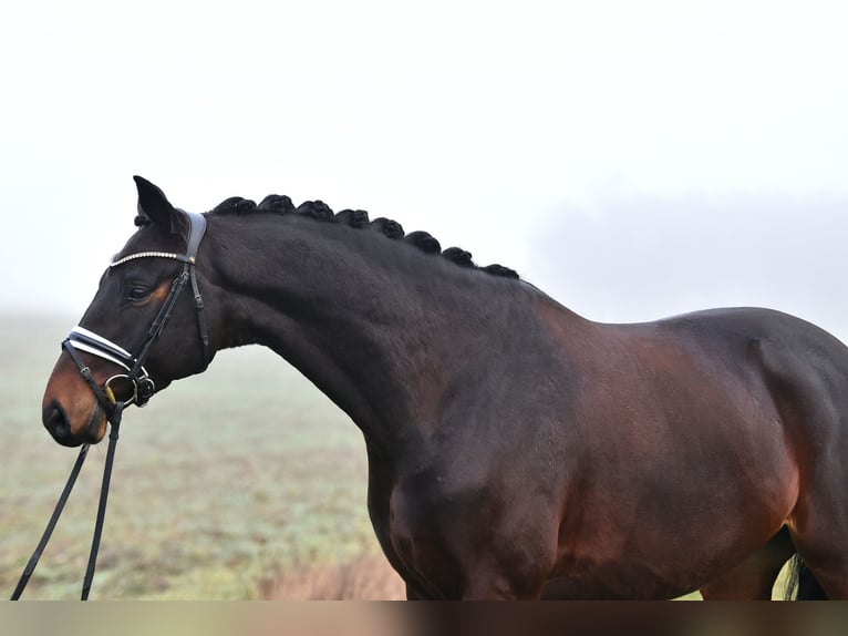 Hannoveriano Caballo castrado 6 años 162 cm Castaño oscuro in Klötze