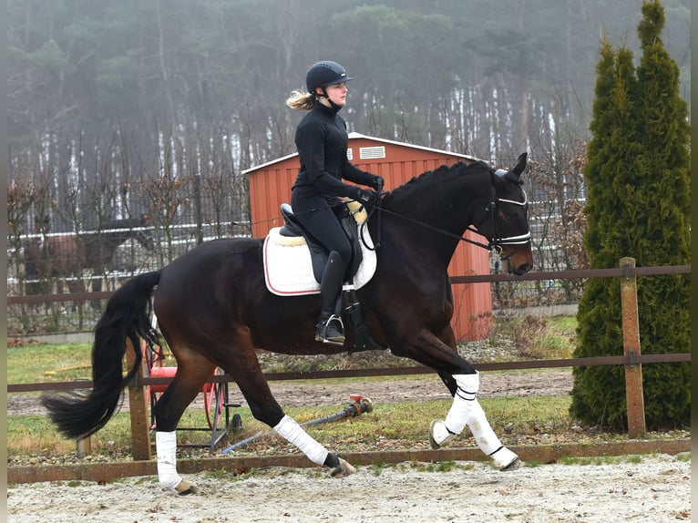 Hannoveriano Caballo castrado 6 años 162 cm Castaño oscuro in Klötze