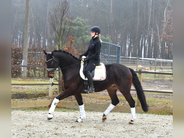 Hannoveriano Caballo castrado 6 años 162 cm Castaño oscuro in Klötze