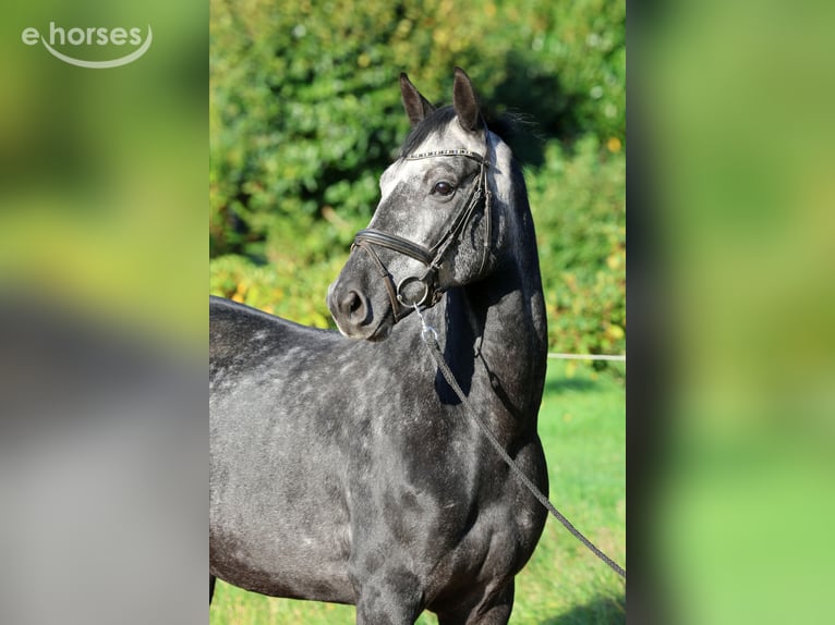 Hannoveriano Caballo castrado 6 años 162 cm Tordo in Kutenholz