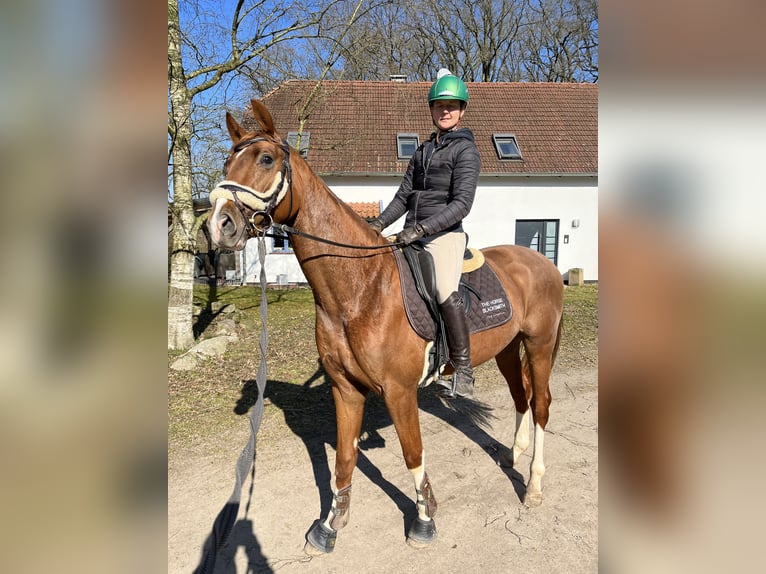 Hannoveriano Caballo castrado 6 años 163 cm Alazán in Osterholz-Scharmbeck Hannoveriano Caballo castrado 6 años 163 cm Alazán in Osterholz-Scharmbeck