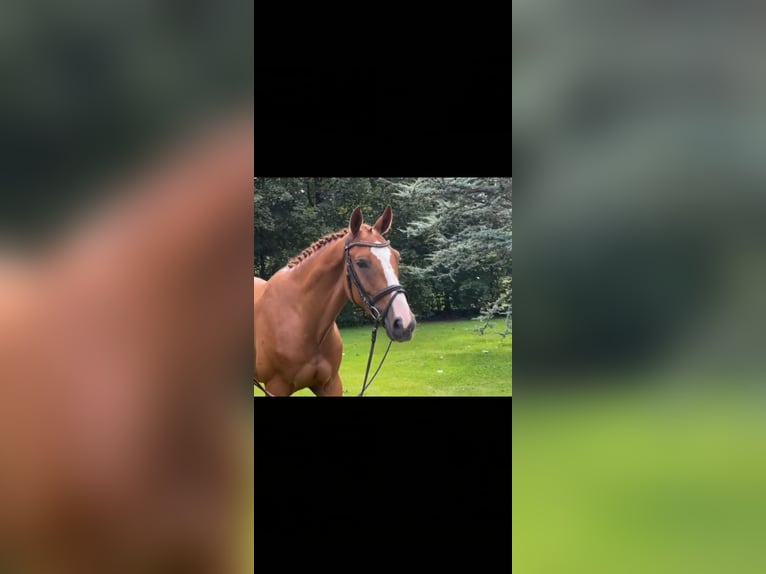 Hannoveriano Caballo castrado 6 años 163 cm Alazán in Nienburg (Weser)