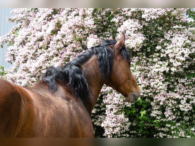 Hannoveriano Caballo castrado 6 años 163 cm Castaño in Niederzier